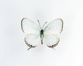 White butterfly isolated on white. Lycaenidae close up macro, collection butterflies