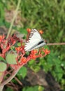 White butterfly known as Appias libythea perched on Jatropha flowers