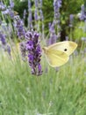 White butterfly on lavande