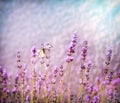White butterfly on lavender flower lit by sunlight Royalty Free Stock Photo