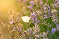 White butterfly on lavender flower in the morning soft rays Royalty Free Stock Photo