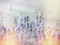 White butterfly on lavender flower, selective focus on white butterfly Royalty Free Stock Photo