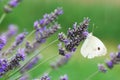 White butterfly on lavender flowers Royalty Free Stock Photo