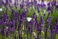 White butterfly on lavender flowers Royalty Free Stock Photo