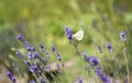 Lavender flowers on the field Royalty Free Stock Photo