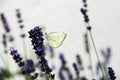 White butterfly on lavender flowers Royalty Free Stock Photo