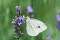 White butterfly on lavender flowers Royalty Free Stock Photo