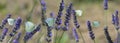 White butterfly on lavender flowers Royalty Free Stock Photo