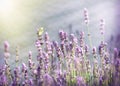 White butterfly on lavender lit by sun rays Royalty Free Stock Photo