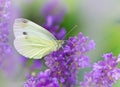 White butterfly on lavender Royalty Free Stock Photo