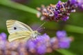 White butterfly on lavender sprigs