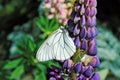 White butterfly on the lupine flower