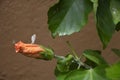 White butterfly on an orange bud