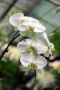 White Butterfly Orchid Royalty Free Stock Photo