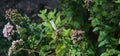 White butterfly on Oregano flower