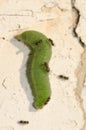 White butterfly parasite looking to lay their eggs on a caterpillar of small white.