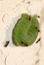 White butterfly parasite looking to lay their eggs on a caterpillar of small white.