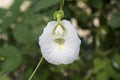 White Butterfly Pea, White Pea flower, Rare species