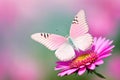 A white butterfly perched on a pink flower. Royalty Free Stock Photo