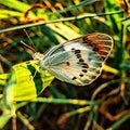 White butterfly photo sitting on the grass