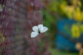 White butterfly Pieris Brassicae trapped into cobweb with blurry background. Fragility concept of life and death. Beauty of nature Royalty Free Stock Photo