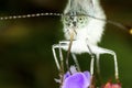 White butterfly Pieris rapae Royalty Free Stock Photo