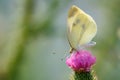 White butterfly on pink flower macro closeup Royalty Free Stock Photo