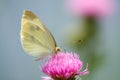 White butterfly on pink flower macro closeup Royalty Free Stock Photo