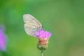 White butterfly on pink flower Royalty Free Stock Photo