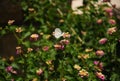 White butterfly on a pink Lantana flower