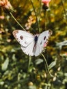A white butterfly on a plant having her daily dose of nectar