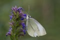 White butterfly Royalty Free Stock Photo