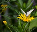 White butterfly pollinating yellow flower