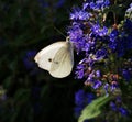 White butterfly purple flower Royalty Free Stock Photo