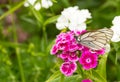 White butterfly purple flower close-up. floral background insect sitting on a terry phlox drinking nectar Royalty Free Stock Photo