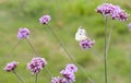 White butterfly on a purple flower clusters