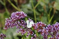 White butterfly on the purple kermek flowers.