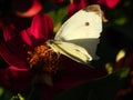 White butterfly on red daisy Royalty Free Stock Photo