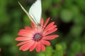 White butterfly on a red orange flower. Royalty Free Stock Photo