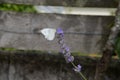 A white butterfly resting on a lavender spike in the garden