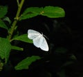 White butterfly Royalty Free Stock Photo