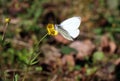 White butterfly sat on yellow flower in spring Royalty Free Stock Photo