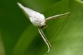 White butterfly seen from facing the camera on a leaf