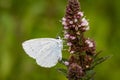 White butterfly sipping nectar from a buddleia flower, macro photography