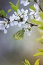 white butterfly sits on a beautiful branch of a blossoming cherry in the spring and the may garden Royalty Free Stock Photo