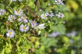 White butterfly sits on bushy aster flower