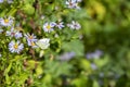 White butterfly sits on bushy aster flower