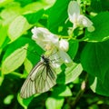 A white butterfly sits on a white flower of a green bush Royalty Free Stock Photo