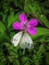 White butterfly sits on a pink geranium flower
