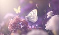 a white butterfly sitting on a flower in a field of purple and white flowers with a butterfly flying over the top of the flowers Royalty Free Stock Photo